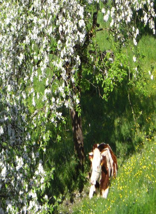 Gasthaus Gruner Berg